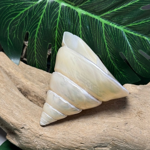 LARGE PEARLIZED COMMERCIAL TROCHUS TOP SHELL DISPLAY COLLECTOR SEASHELL COASTAL - Picture 3 of 15